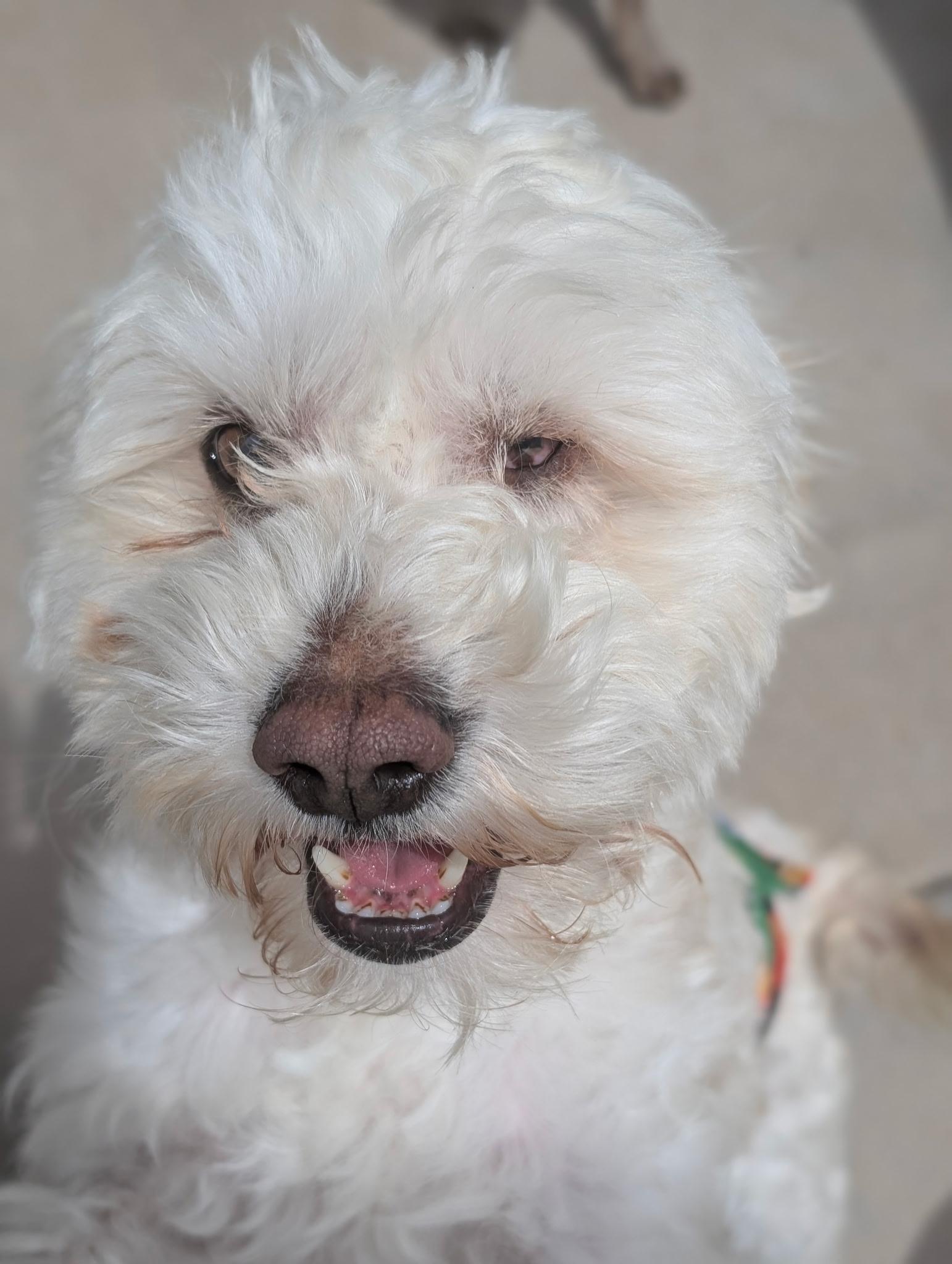 Oliver, Adoptable, Adult Male Maltese & Poodle.