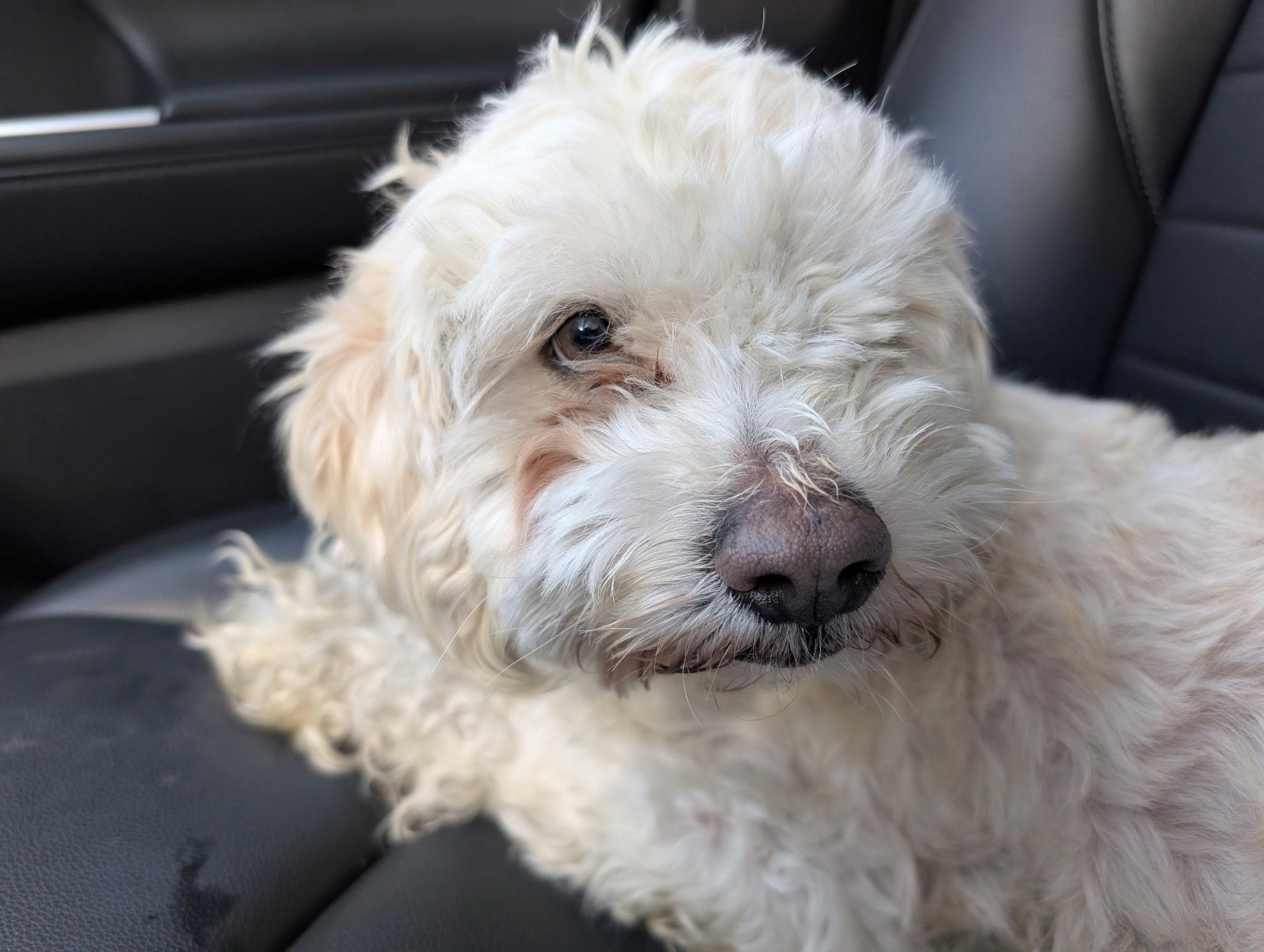 Enlarge Oliver, an adopted mixed breed in Casa Grande, AZ image 3/6