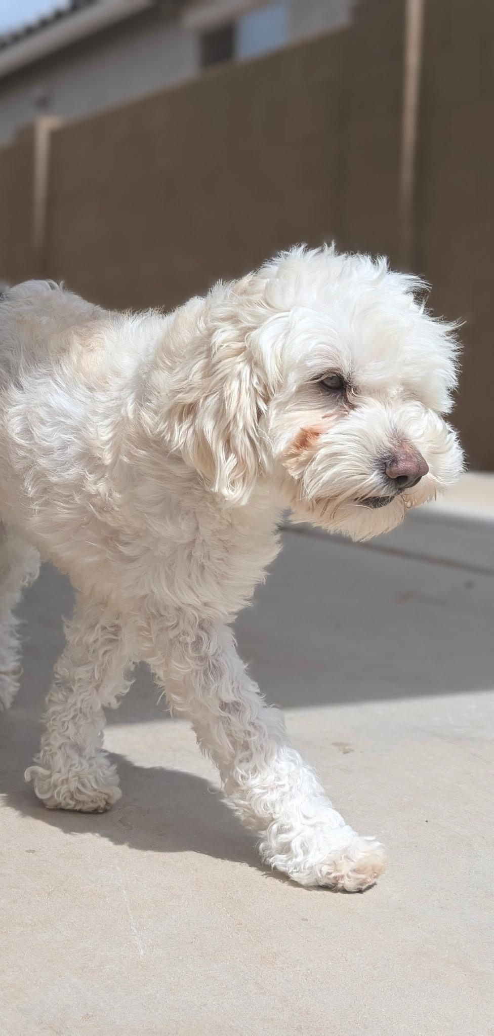 Enlarge Oliver, an adopted mixed breed in Casa Grande, AZ image 5/6