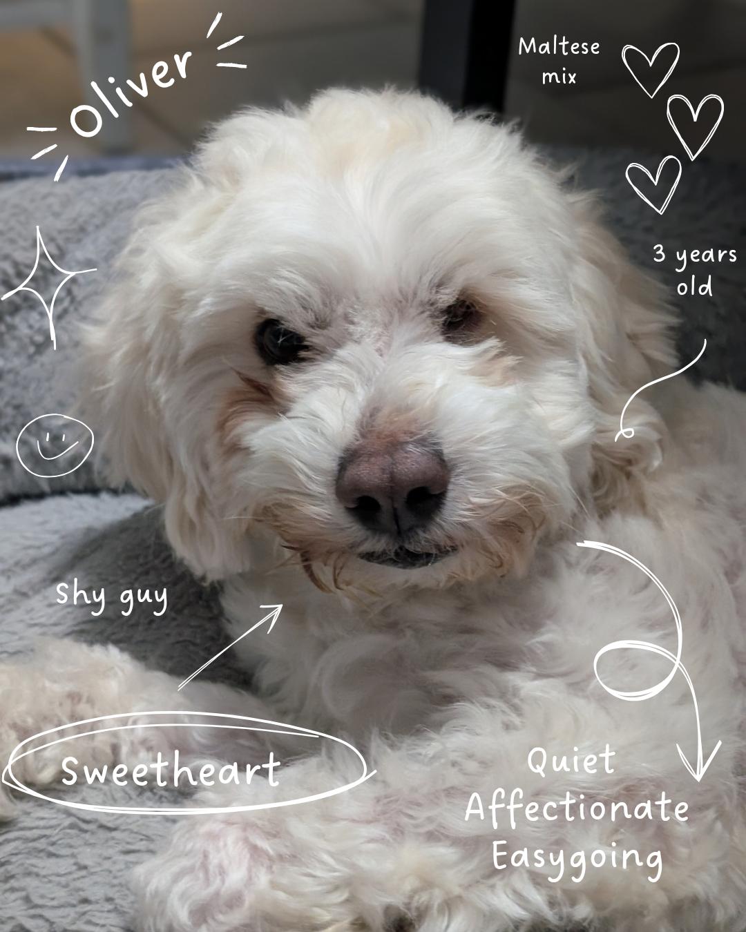 Enlarge Oliver, an adopted mixed breed in Casa Grande, AZ image 6/6