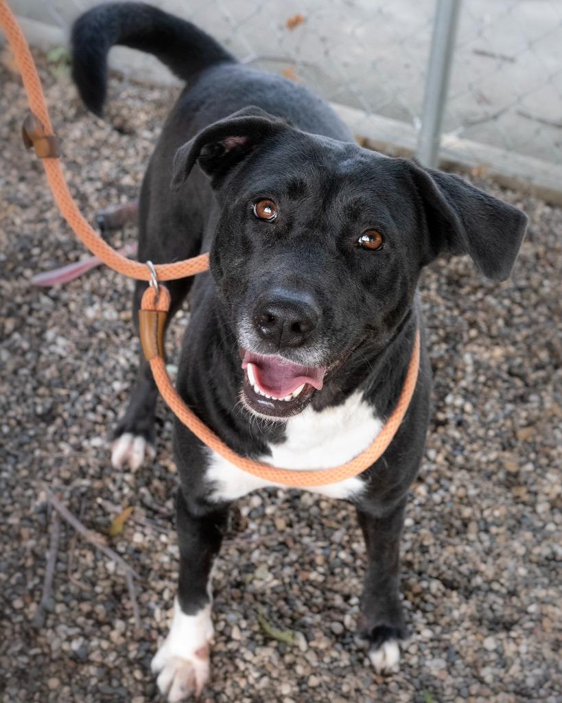 Daphne, Adoptable, Young Female Staffordshire Bull Terrier.