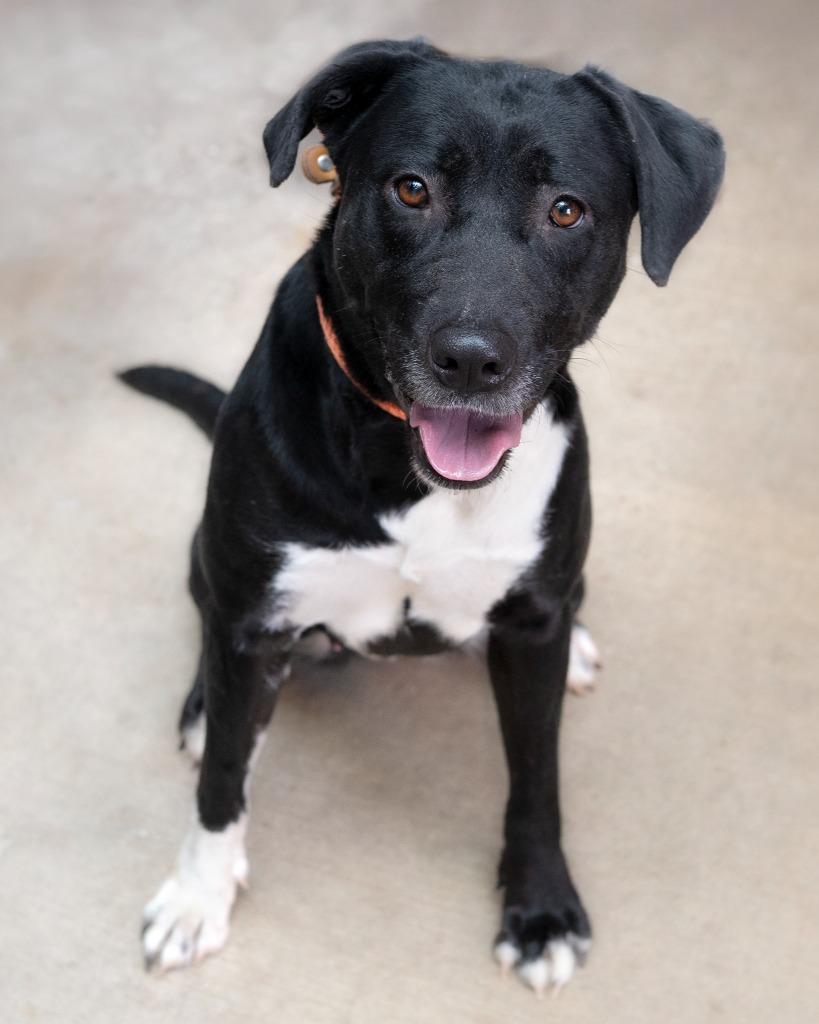 Daphne, Adoptable, Young Female Staffordshire Bull Terrier.