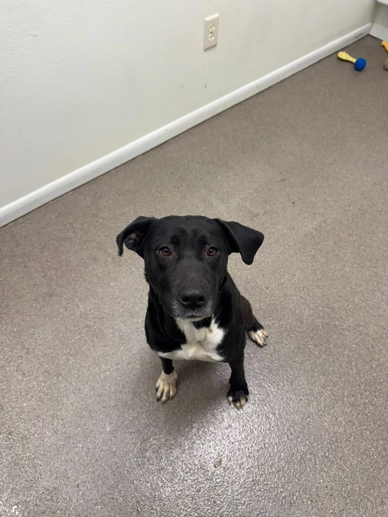 Enlarge Daphne, a Adoptable Staffordshire Bull Terrier in Boone, IA image 2/2