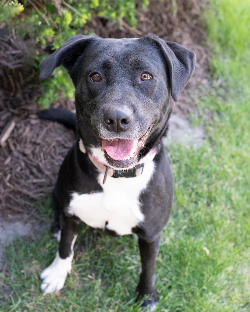 Daphne, a Adoptable Staffordshire Bull Terrier in Boone, IA image 3/3