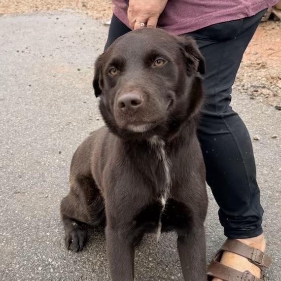 Enlarge Gunner, a Adoptable mixed breed in Northwood, NH image 5/6