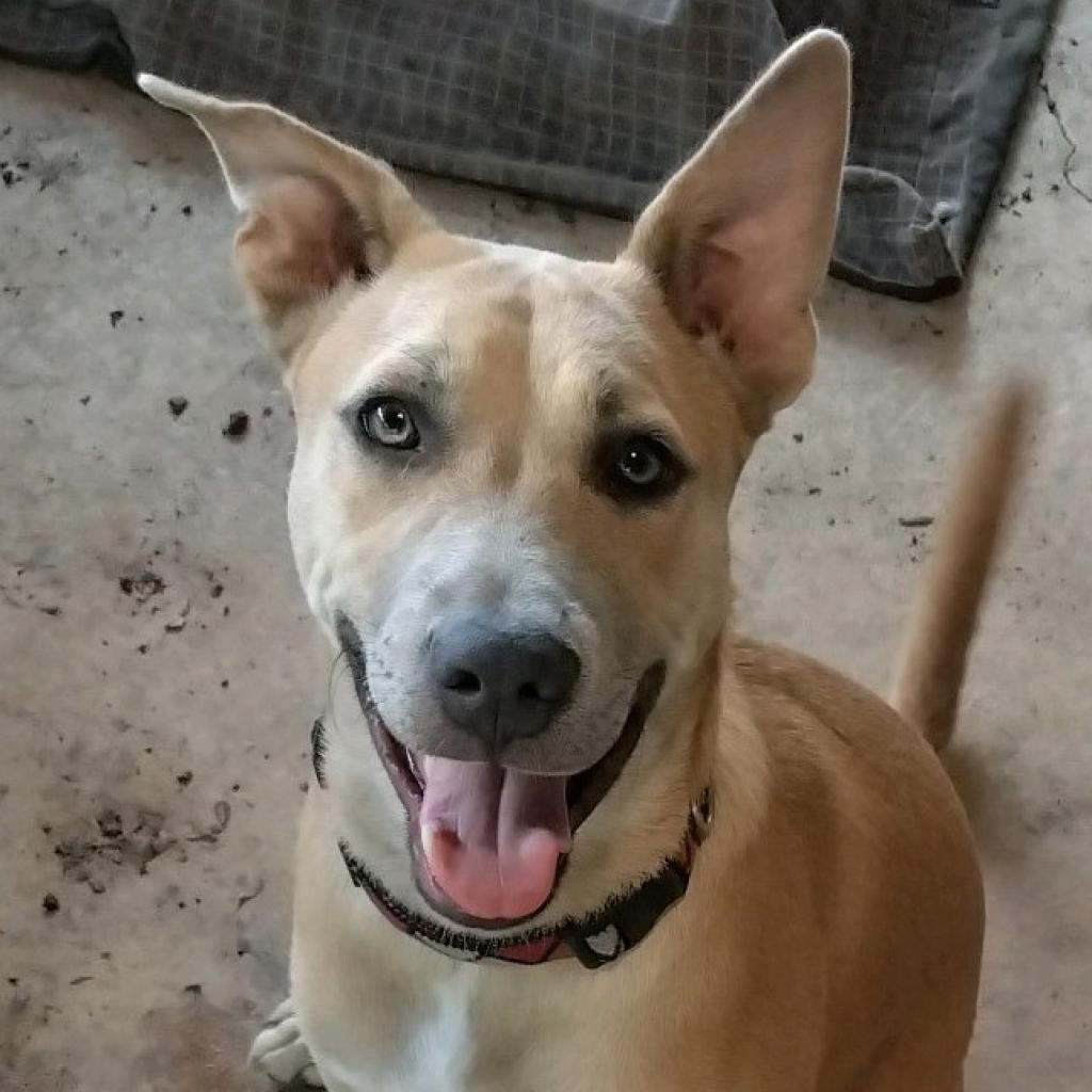 Enlarge Cutie Pie, a Adoptable mixed breed in San Antonio, TX image 1/3