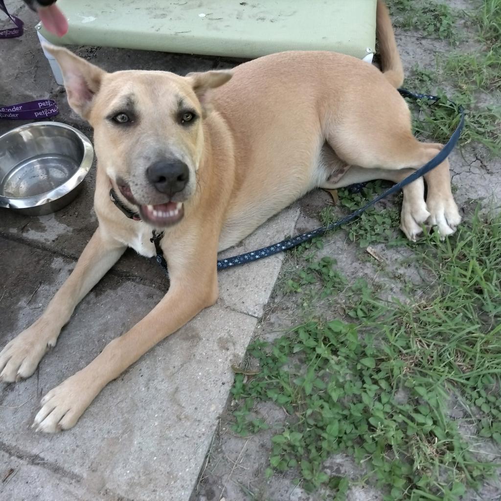 Enlarge Cutie Pie, a Adoptable mixed breed in San Antonio, TX image 2/3