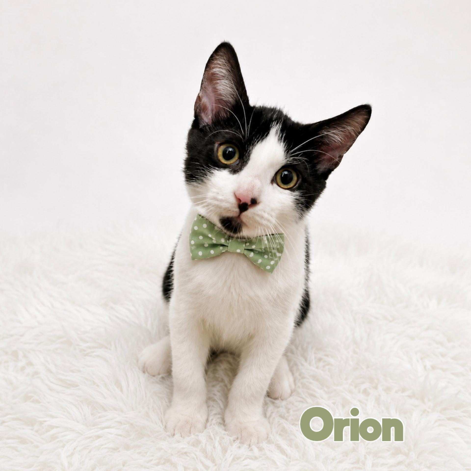 Enlarge Orion, a Adoptable Domestic Short Hair in Warwick, RI image 1/1