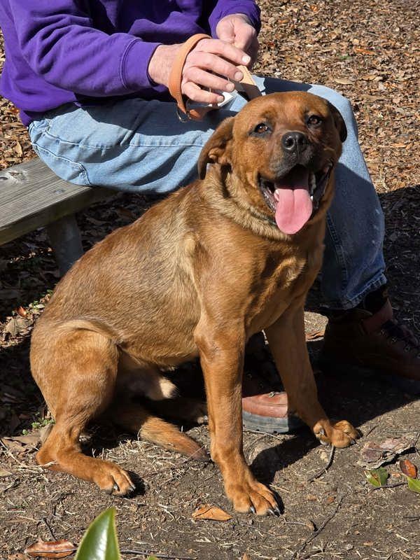 Enlarge Excavator, a Adoptable mixed breed in Millersville, MD image 1/6