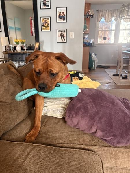 Enlarge Excavator, a Adoptable mixed breed in Millersville, MD image 2/6