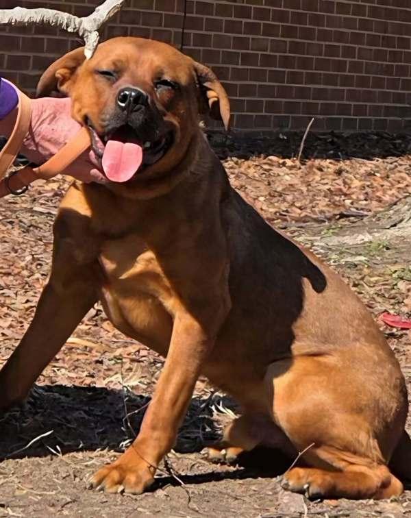 Enlarge Excavator, a Adoptable mixed breed in Millersville, MD image 3/6