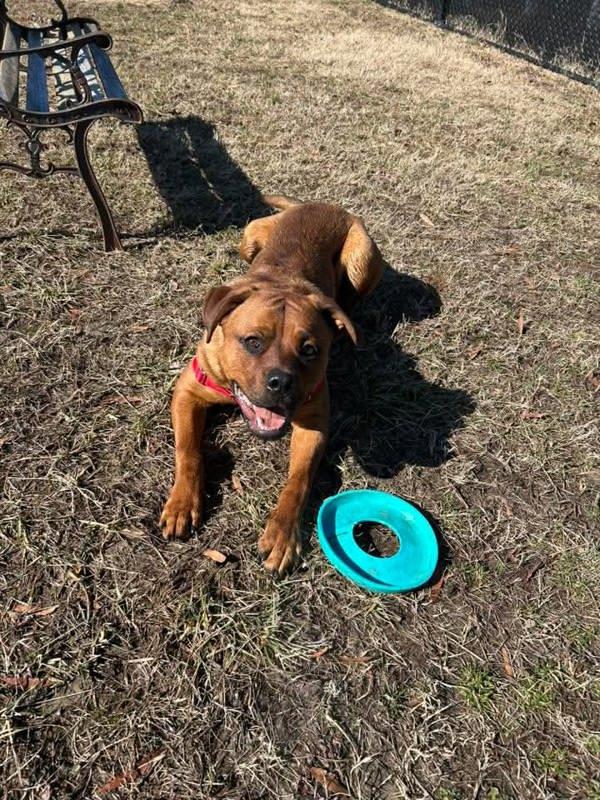 Enlarge Excavator, a Adoptable mixed breed in Millersville, MD image 5/6