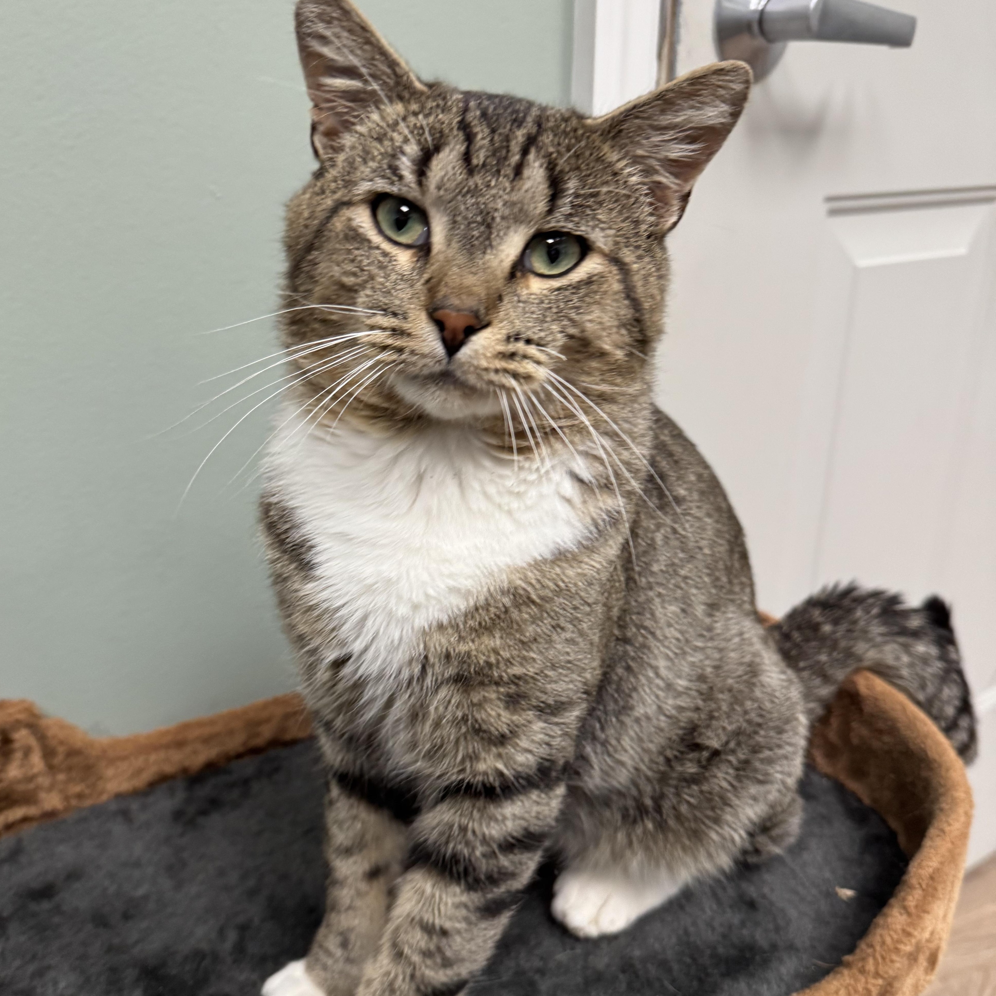 Gaba, adopted, Adult Male Domestic Short Hair.