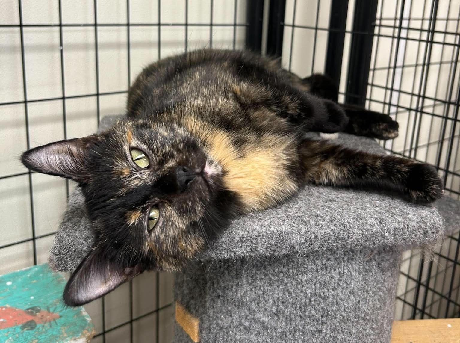 Kit Kat, a ADOPTABLE mixed breed in Maryville, MO image 4/4