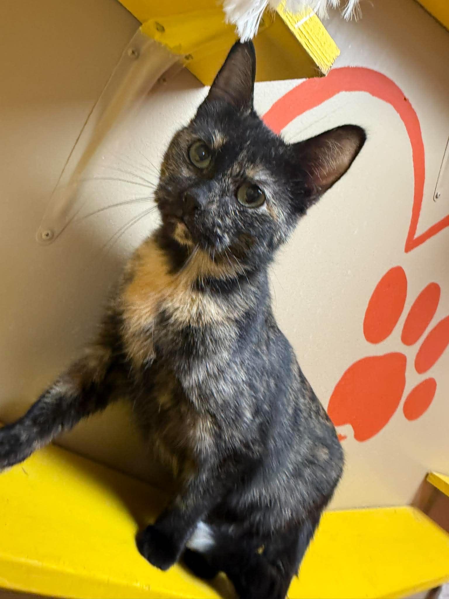 Kit Kat, a ADOPTABLE mixed breed in Maryville, MO image 2/4