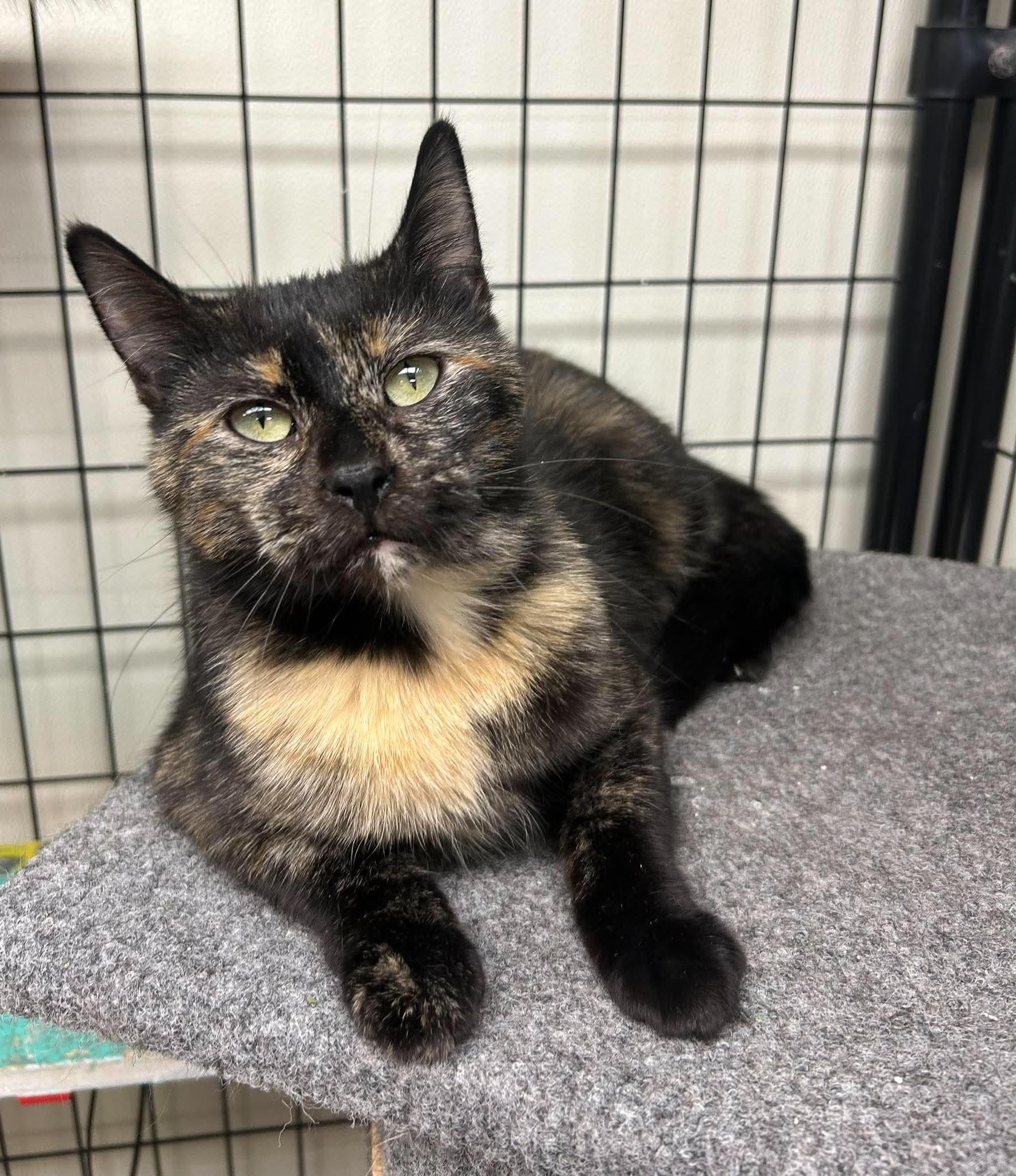 Kit Kat, ADOPTABLE, Young Female Domestic Short Hair.