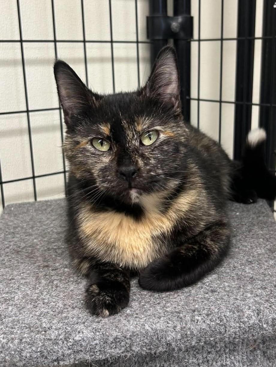 Kit Kat, a ADOPTABLE mixed breed in Maryville, MO image 3/4