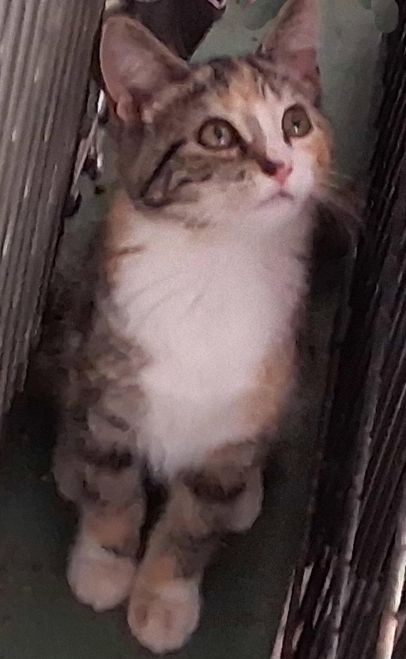 Carrie, Adoptable, Kitten Female Torbie.