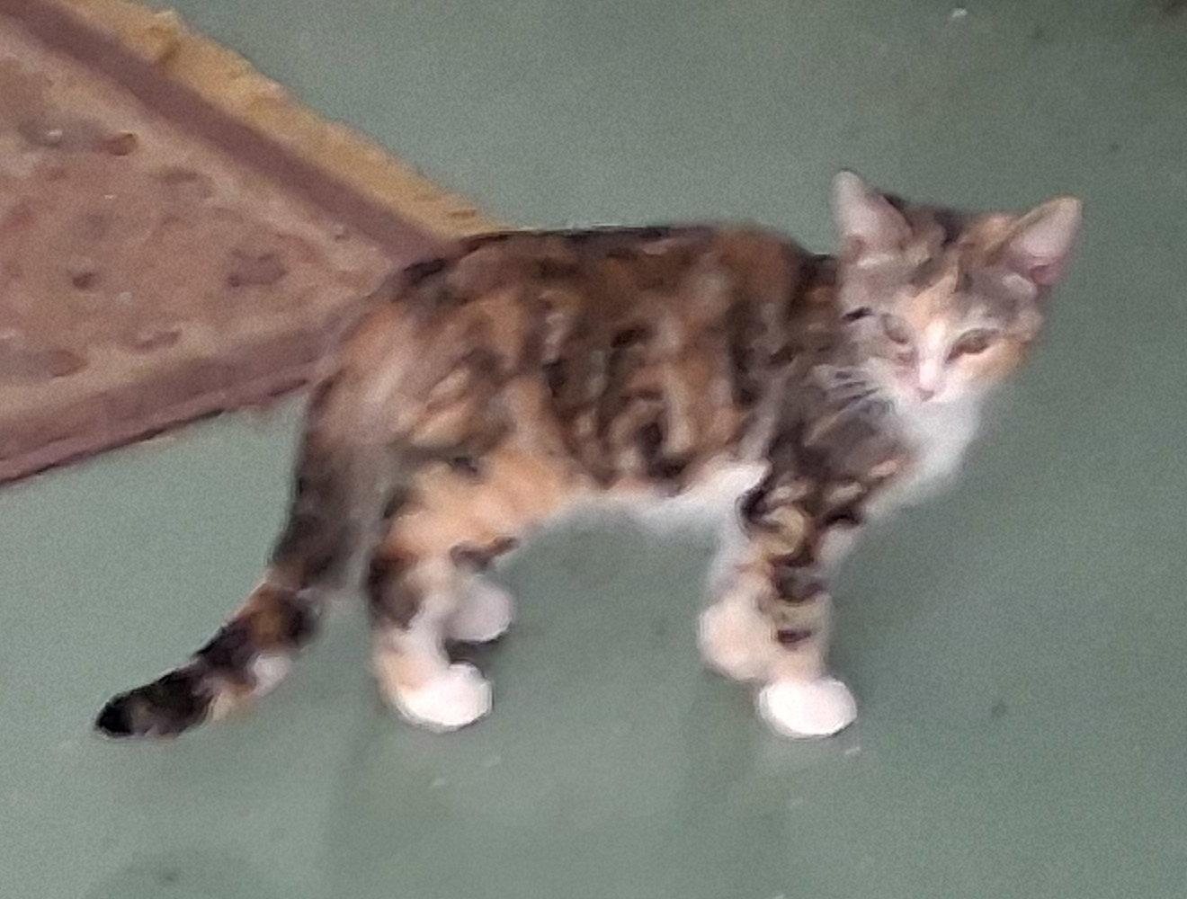 Enlarge Carrie, a Adoptable Torbie in Mcconnelsville, OH image 2/2