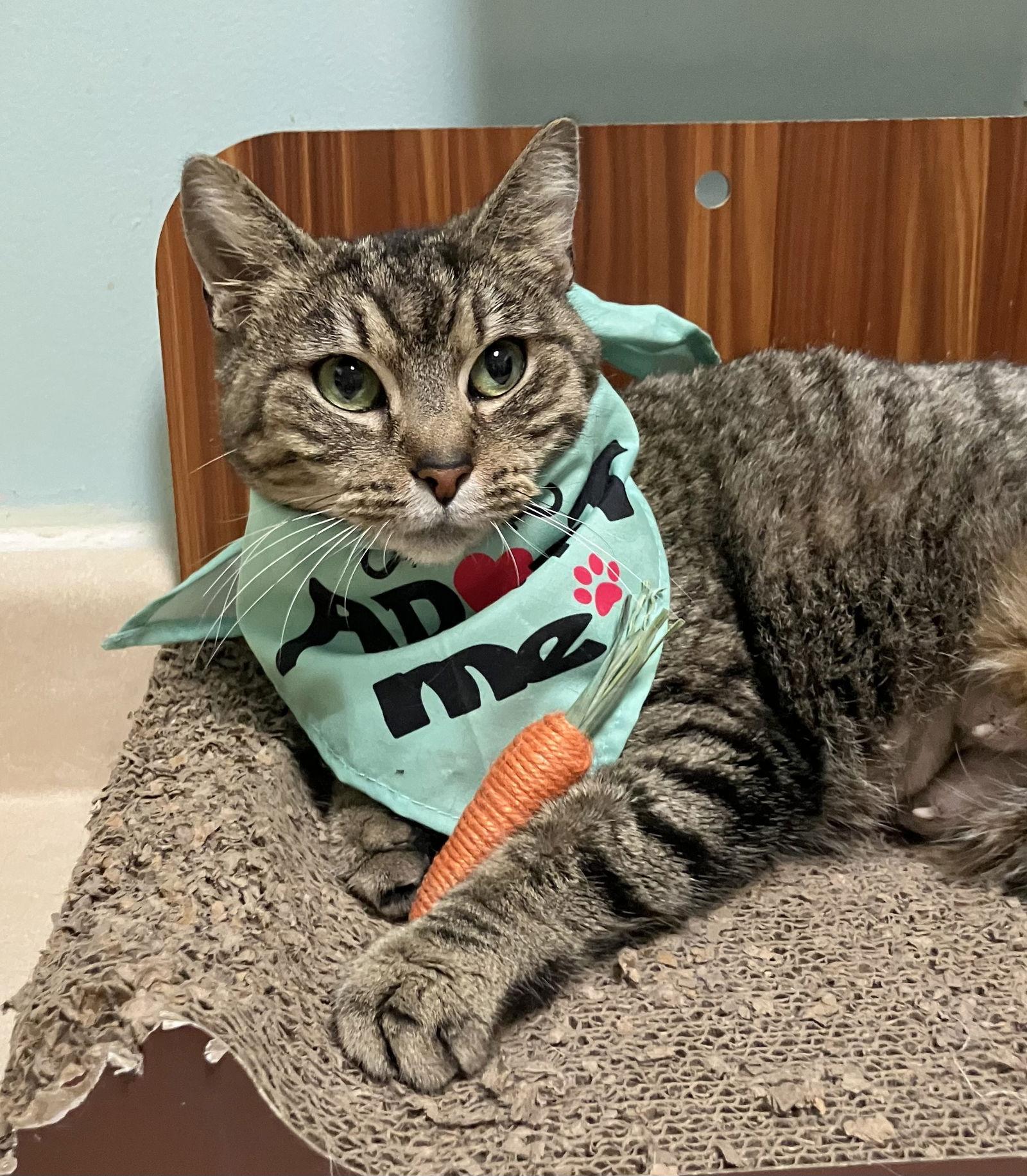 Enlarge Gloria, a Adopted mixed breed in Dublin, OH image 1/3