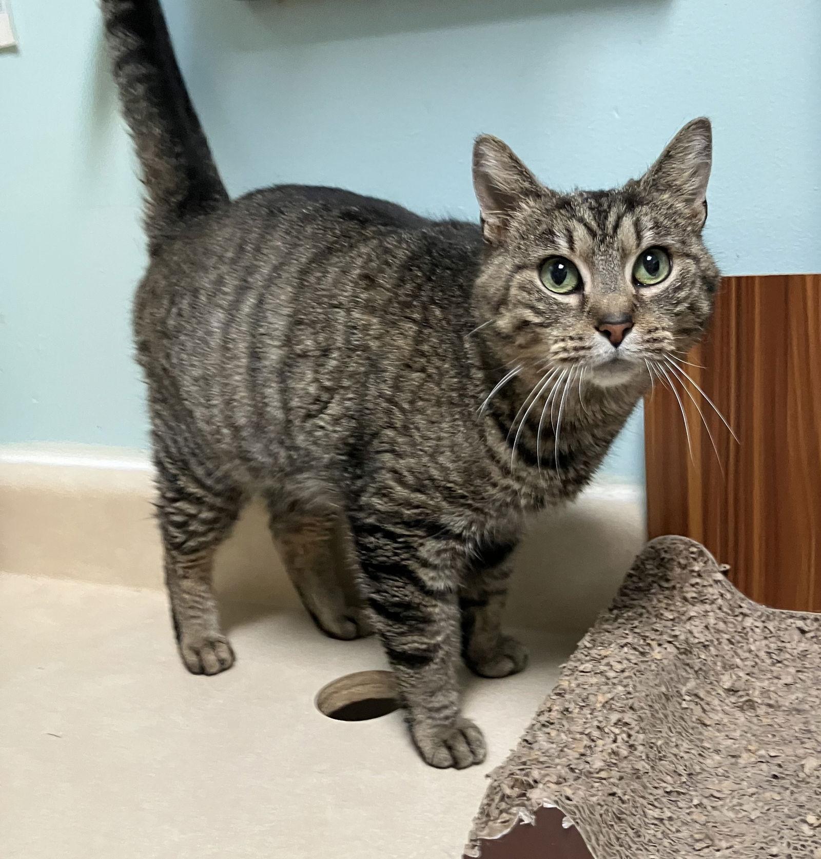 Enlarge Gloria, a Adopted mixed breed in Dublin, OH image 2/3