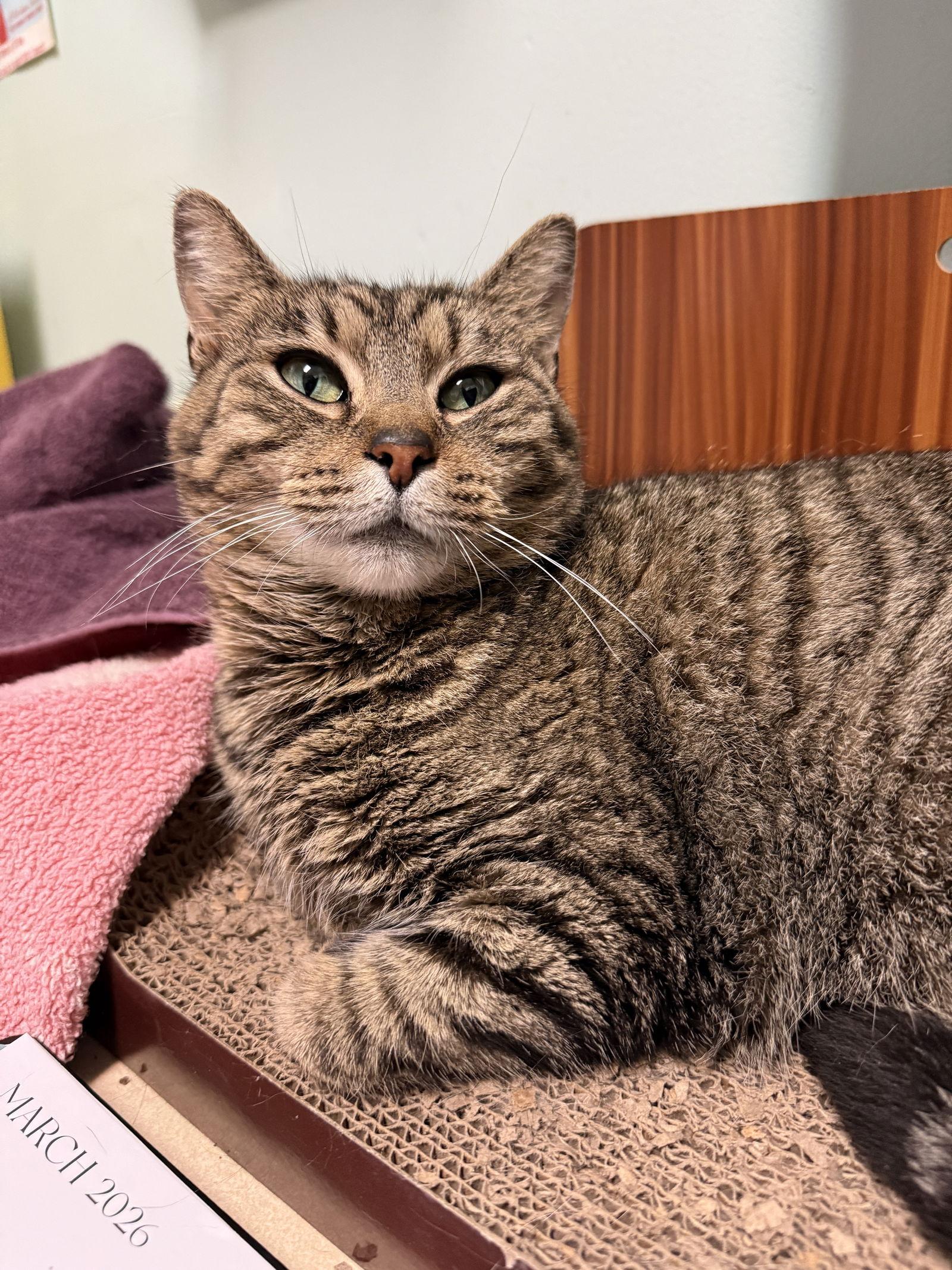 Enlarge Gloria, a Adopted mixed breed in Dublin, OH image 3/3