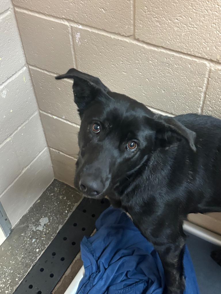 Queenie, Adoptable, Young Female Dutch Shepherd & Mixed Breed.