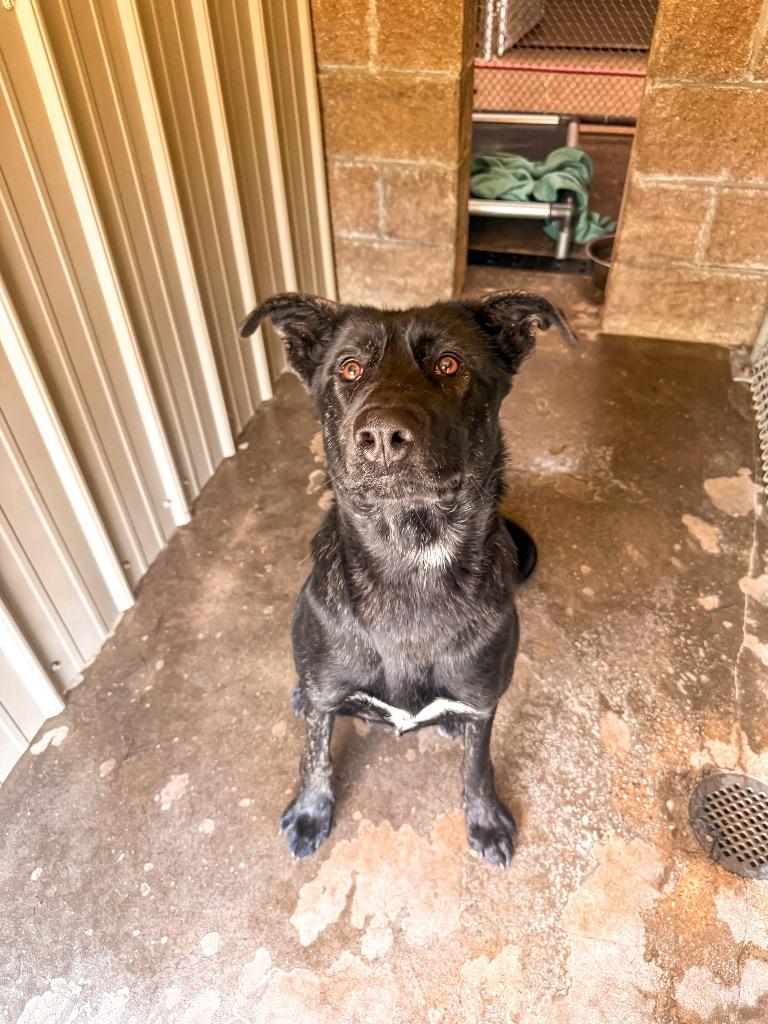 Enlarge Queenie, a Adoptable mixed breed in Burnsville, NC image 2/6