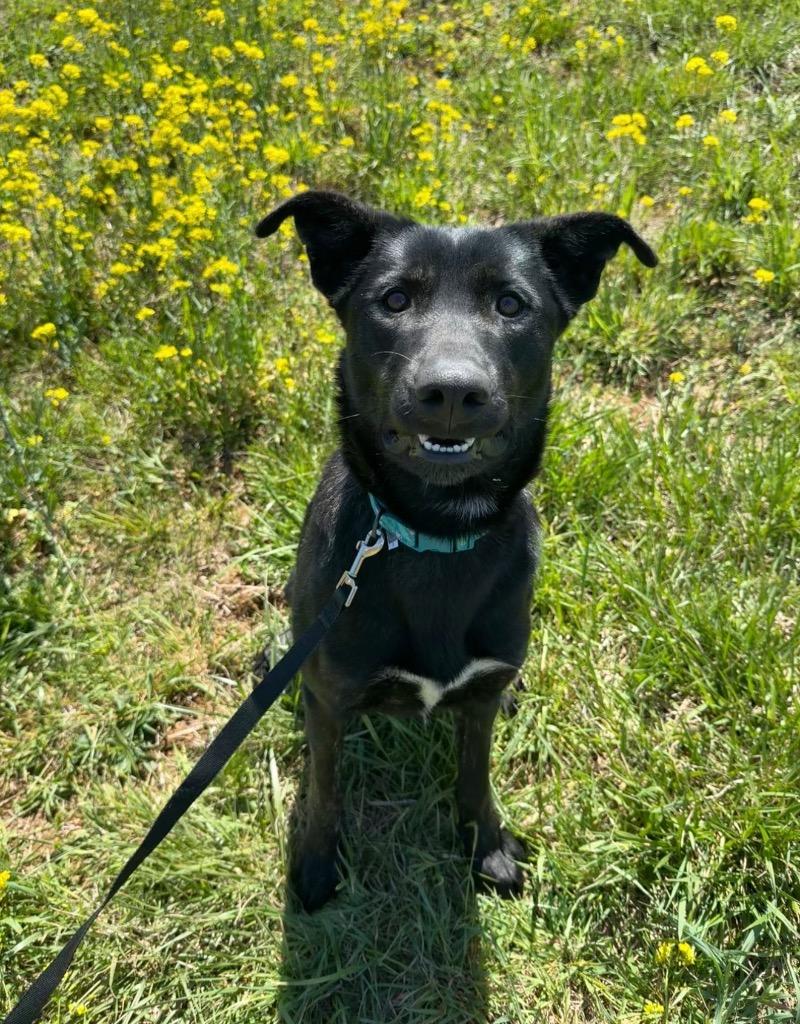 Enlarge Queenie, a Adoptable mixed breed in Burnsville, NC image 3/6