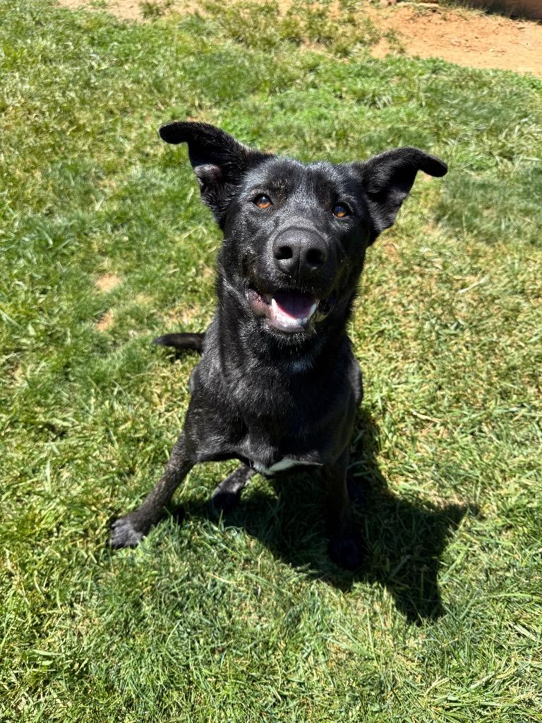 Enlarge Queenie, a Adoptable mixed breed in Burnsville, NC image 4/6