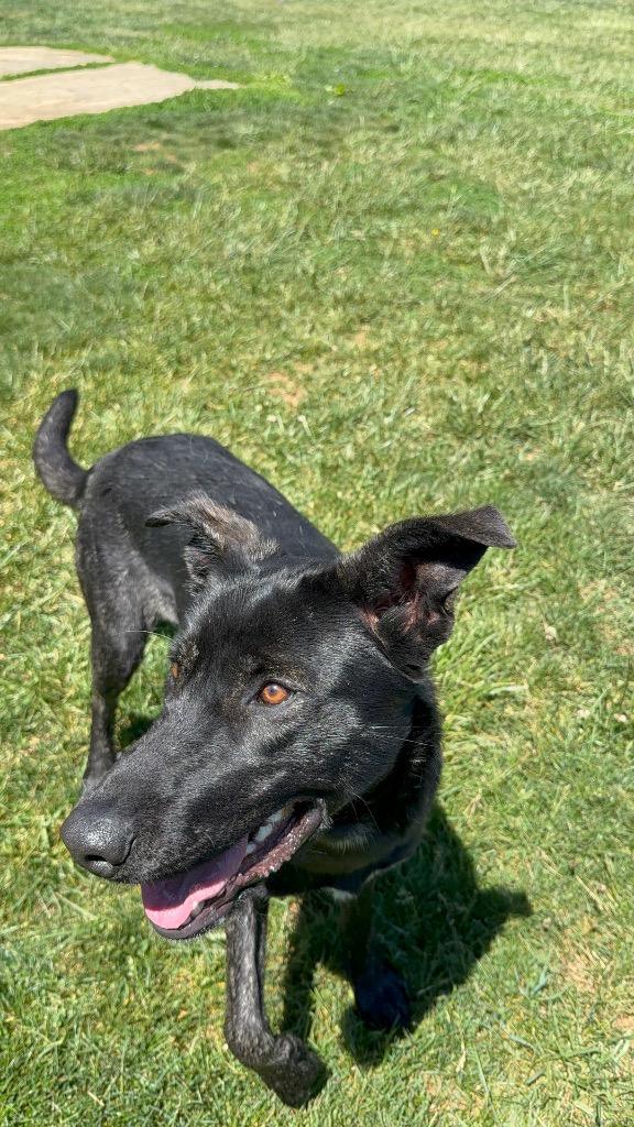 Enlarge Queenie, a Adoptable mixed breed in Burnsville, NC image 5/6