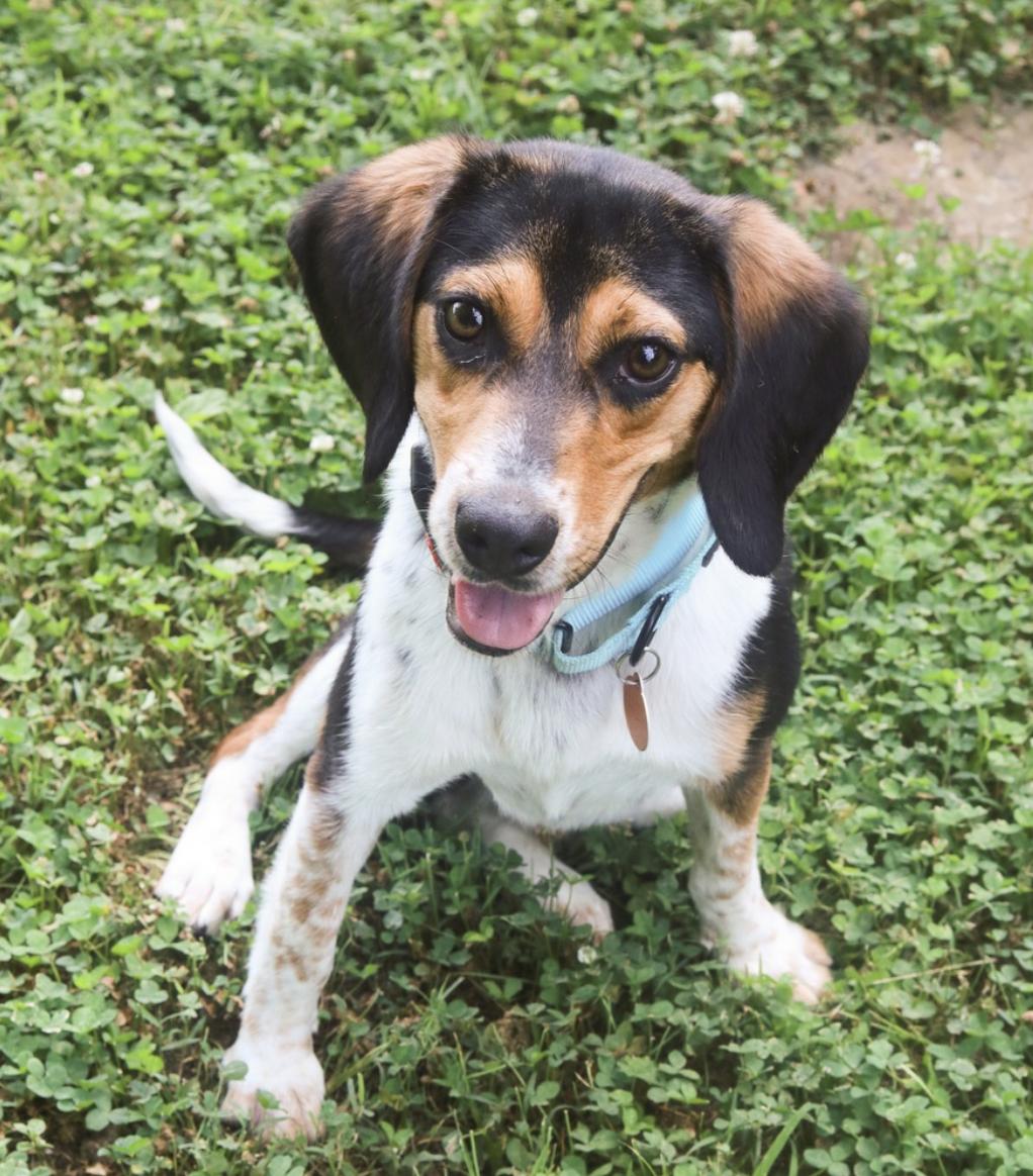 Albie, ADOPTABLE, Young Male Beagle.