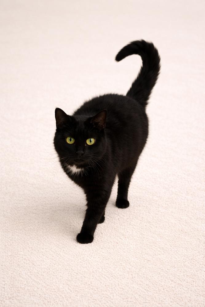 Reva Delanco, Adopted, Adult Female Domestic Short Hair.