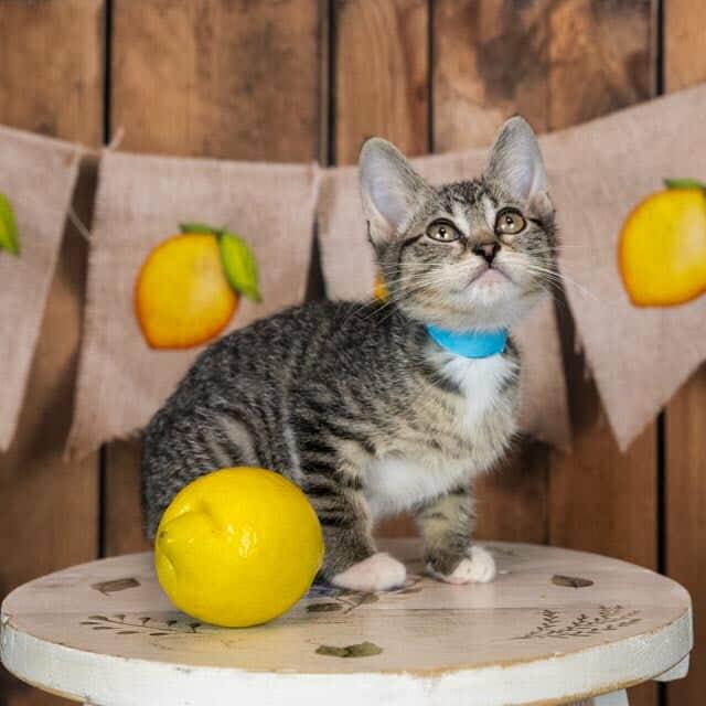 Freya, Baby Female Domestic Short Hair