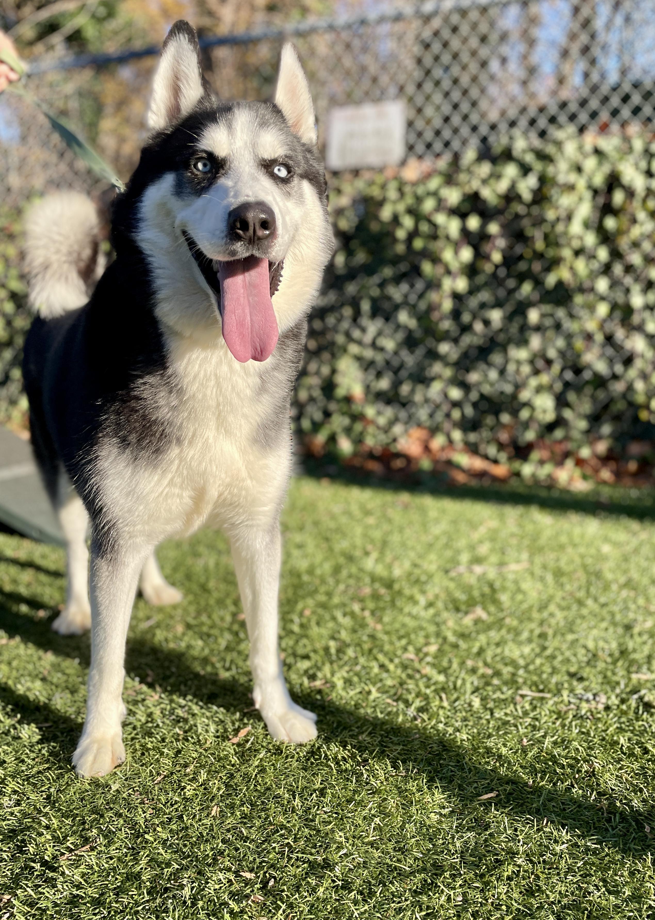 Enlarge Oscar, a Adoptable Husky in Port Washington, NY image 3/5