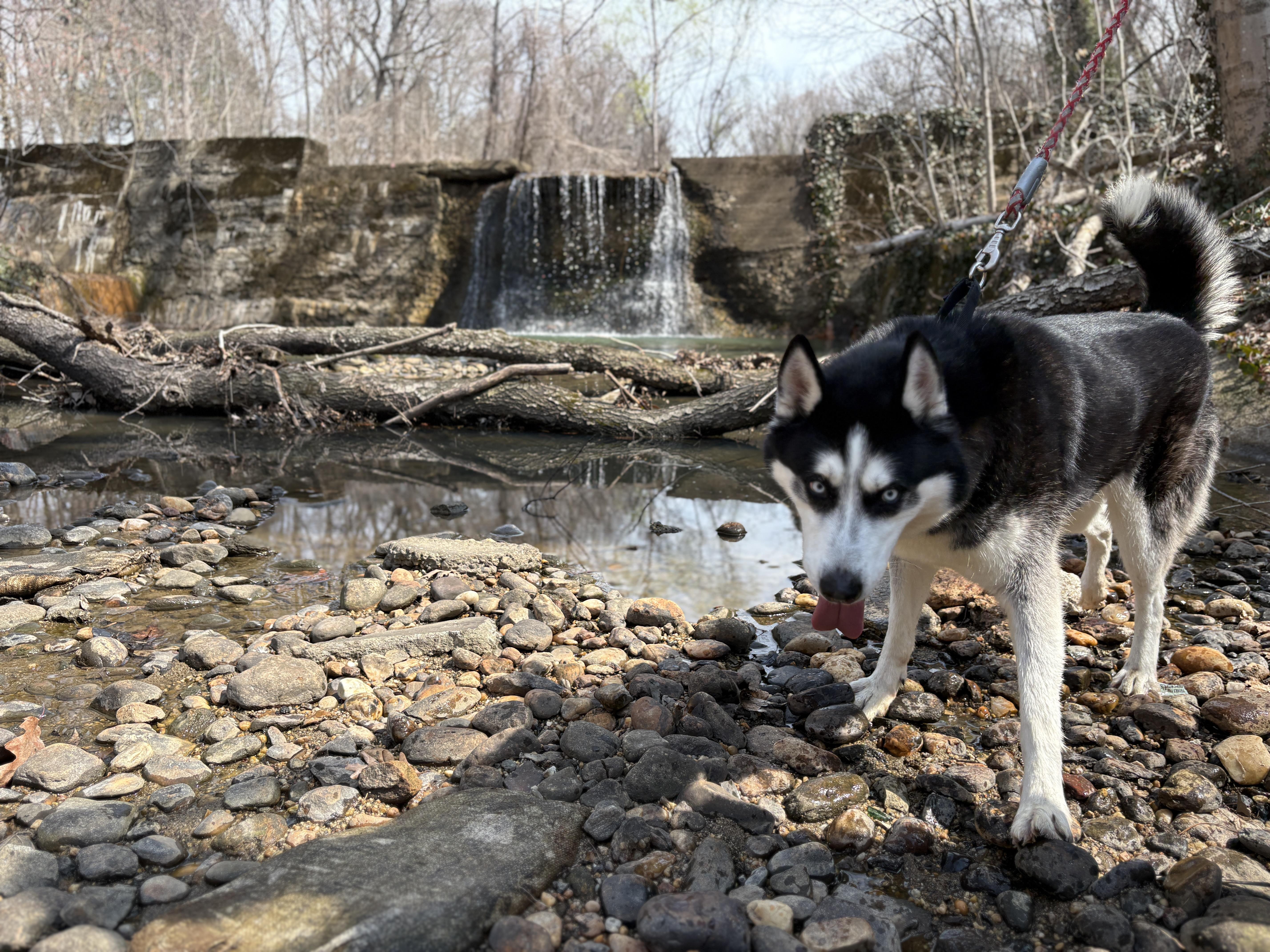 Enlarge Oscar, a Adoptable Husky in Port Washington, NY image 2/5