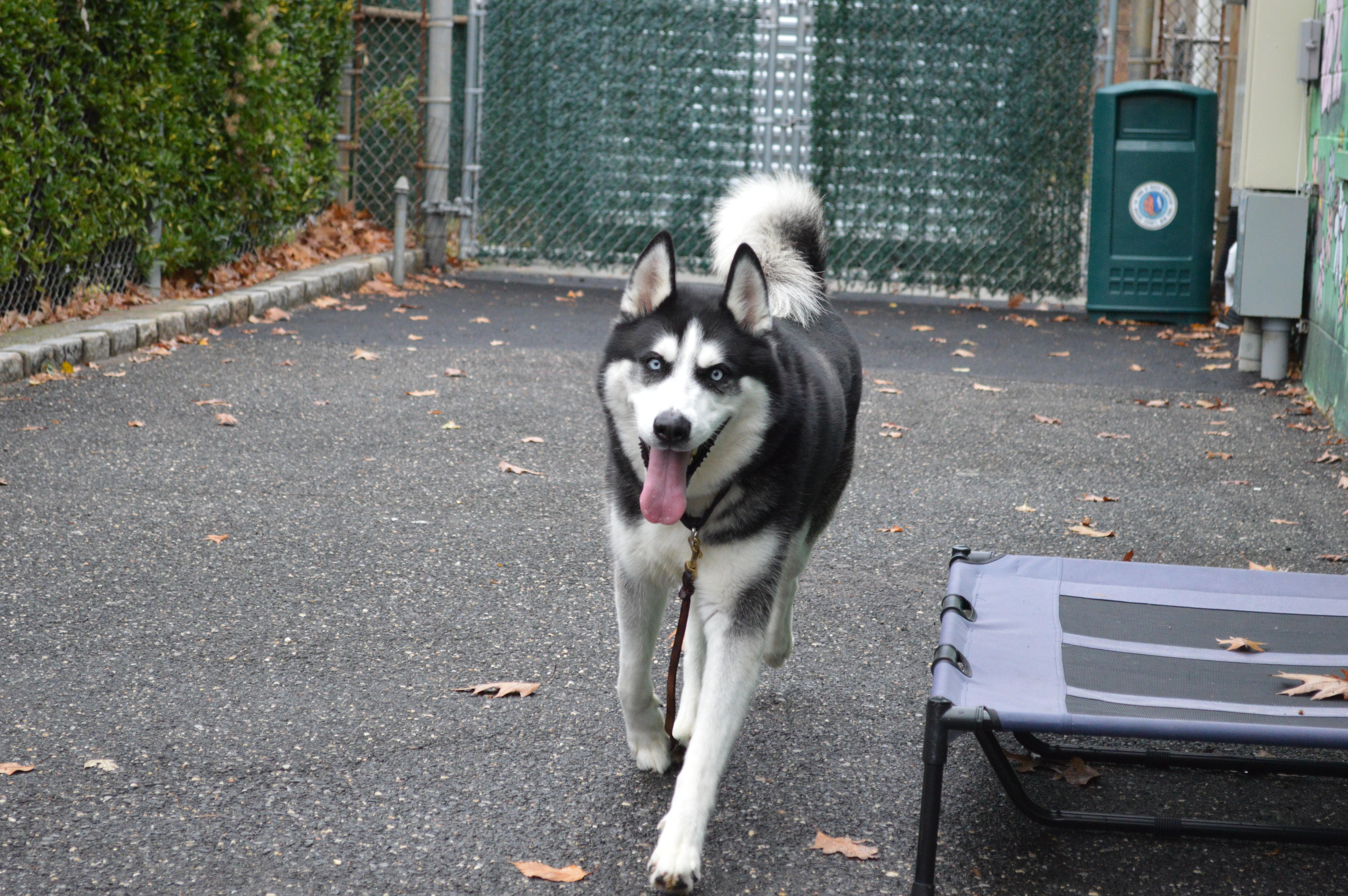 Oscar, Adoptable, Adult Male Husky.