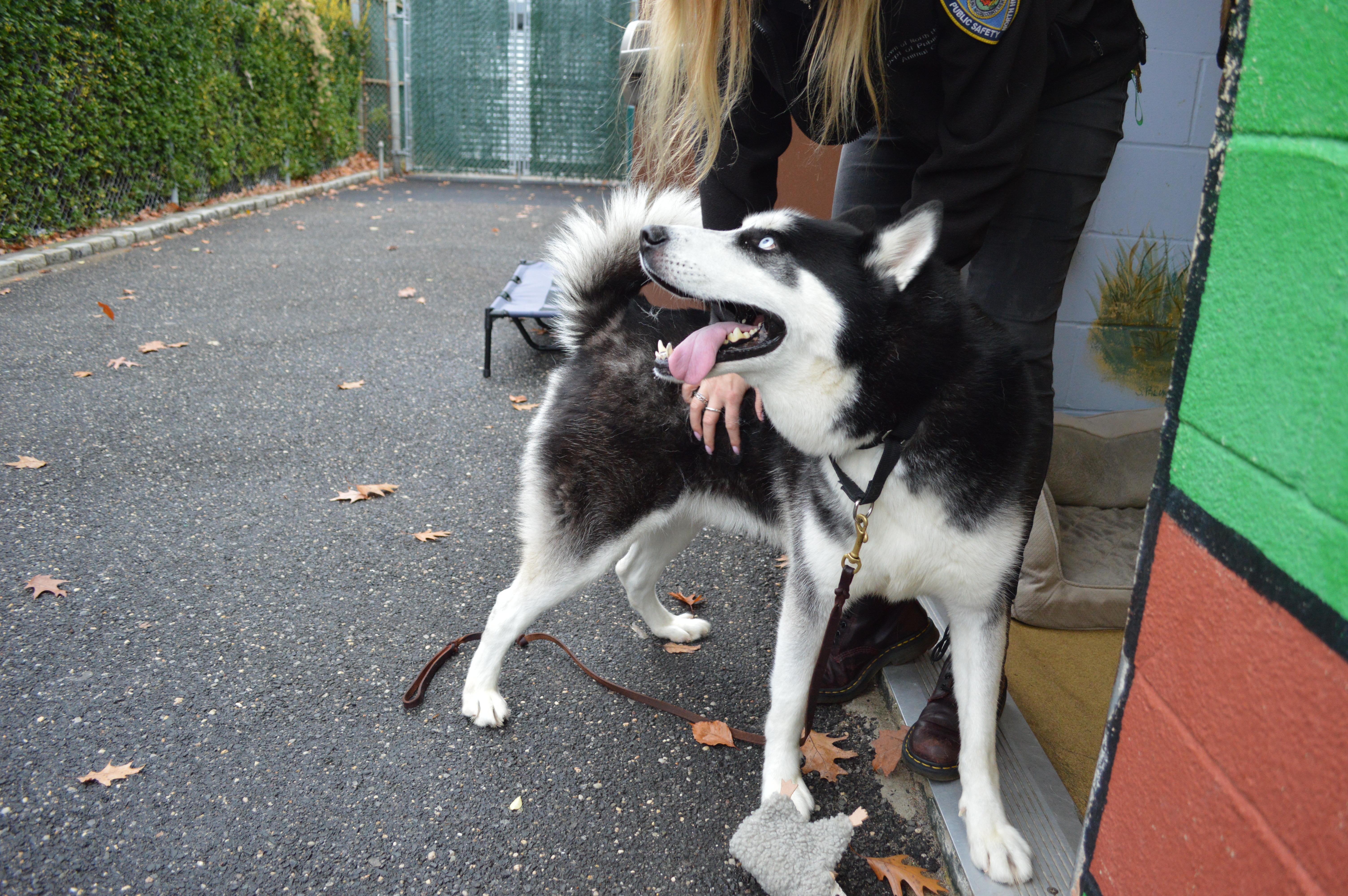 Enlarge Oscar, a Adoptable Husky in Port Washington, NY image 2/4