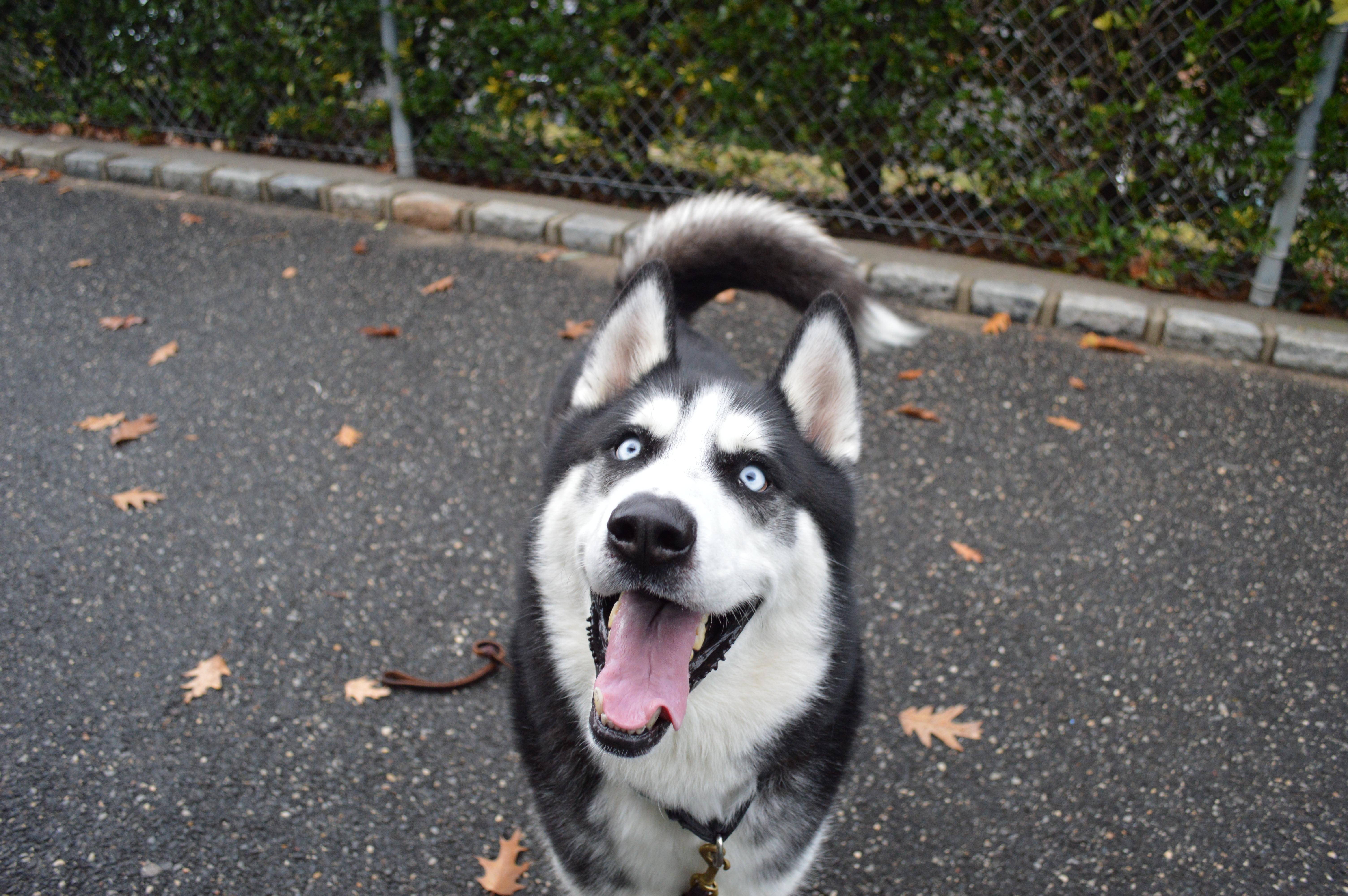 Enlarge Oscar, a Adoptable Husky in Port Washington, NY image 3/4