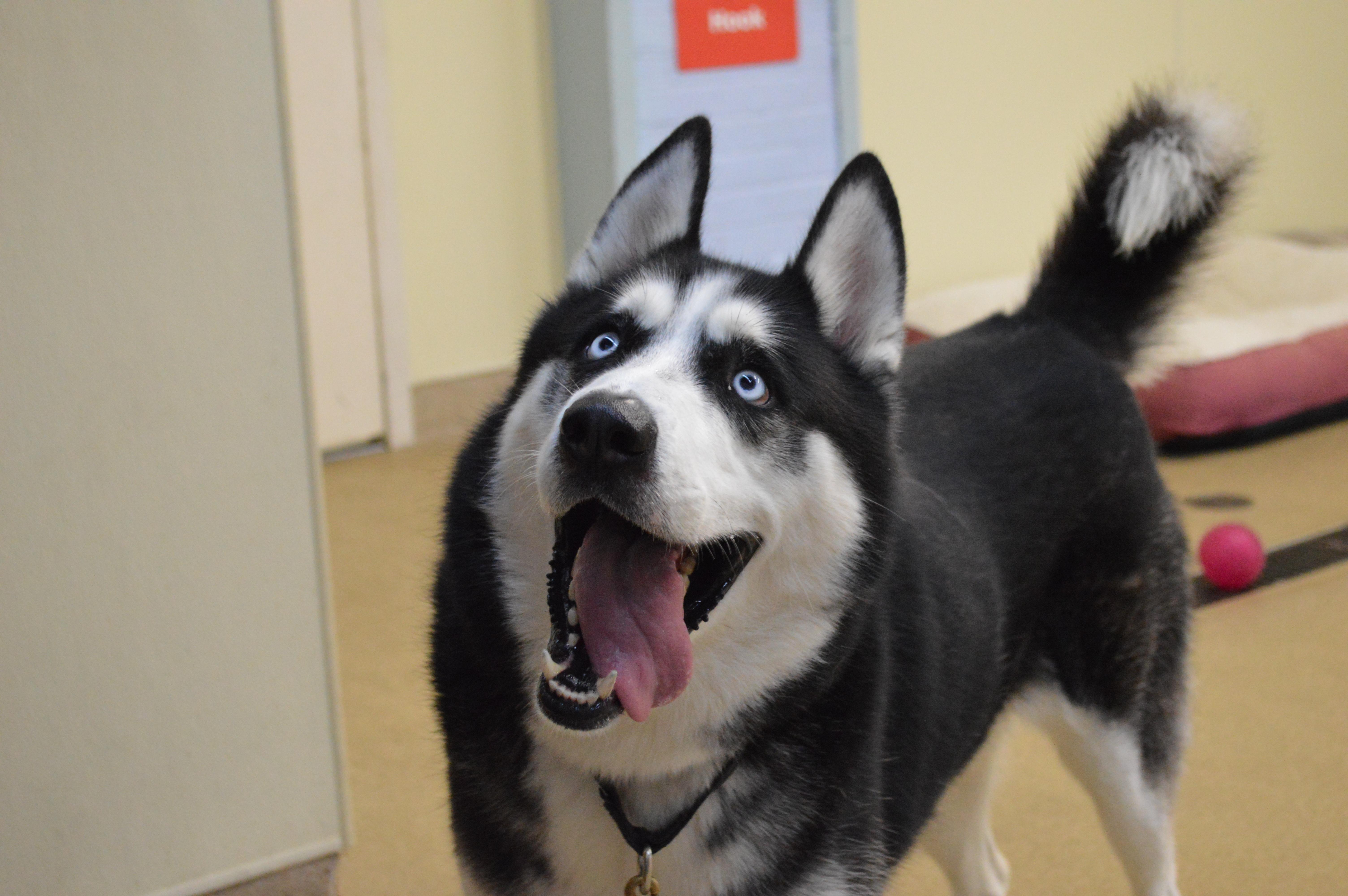 Enlarge Oscar, a Adoptable Husky in Port Washington, NY image 4/4
