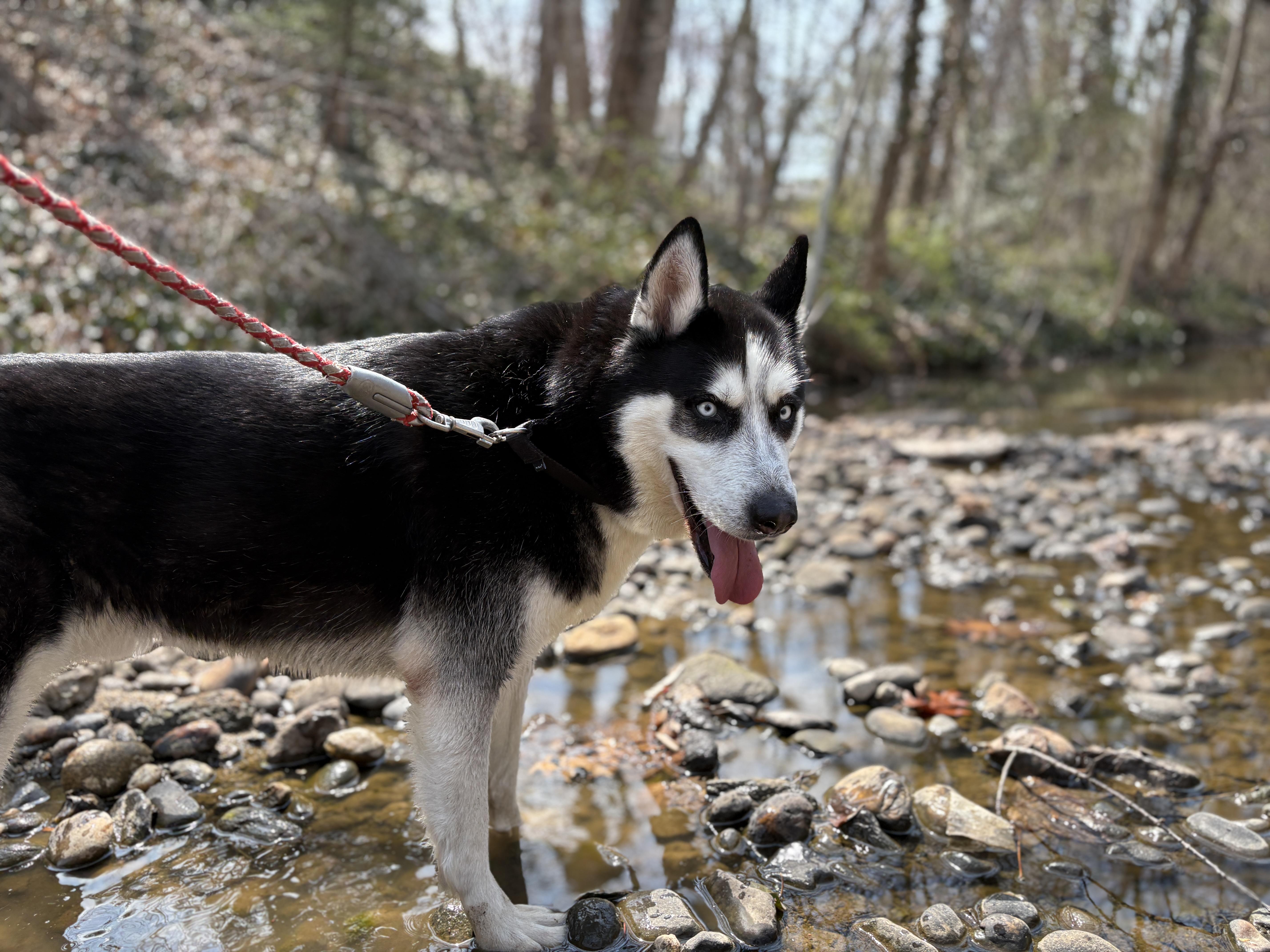 Oscar, Adoptable, Adult Male Husky.