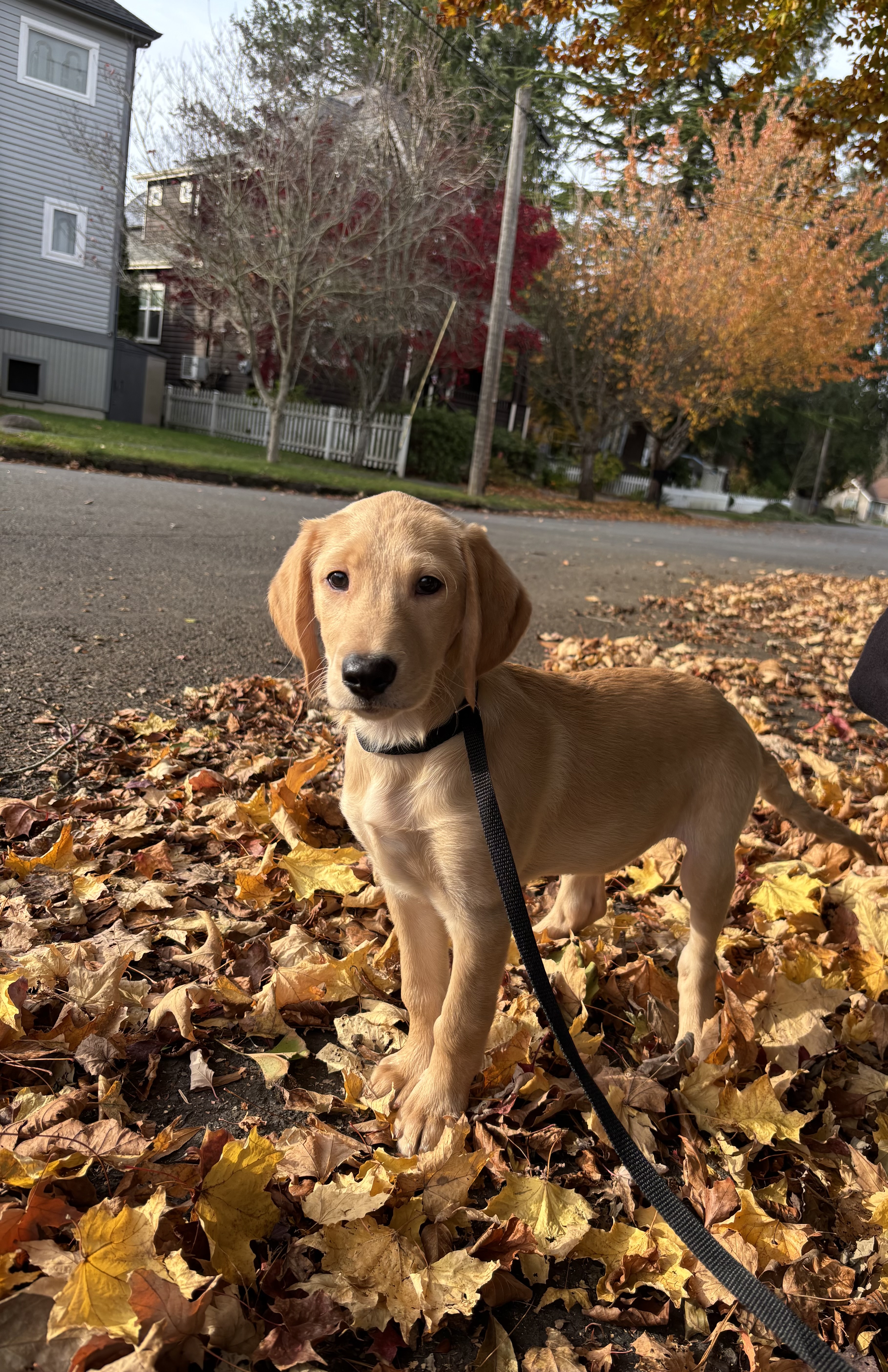 Mitchell, Adopted, Puppy Male Labrador Retriever & Poodle.