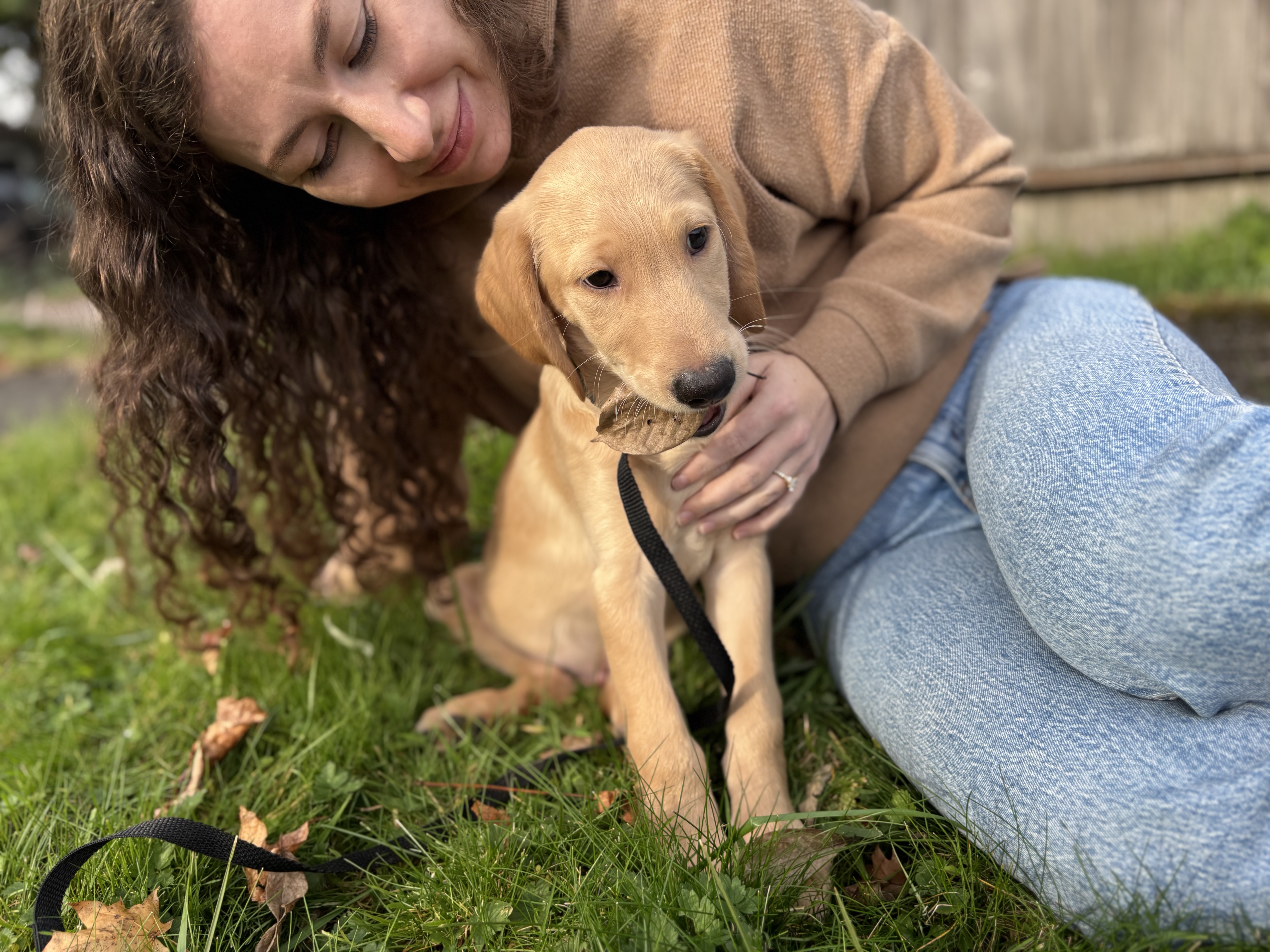 Mitchell, a Adopted mixed breed in Snoqualmie, WA image 5/7