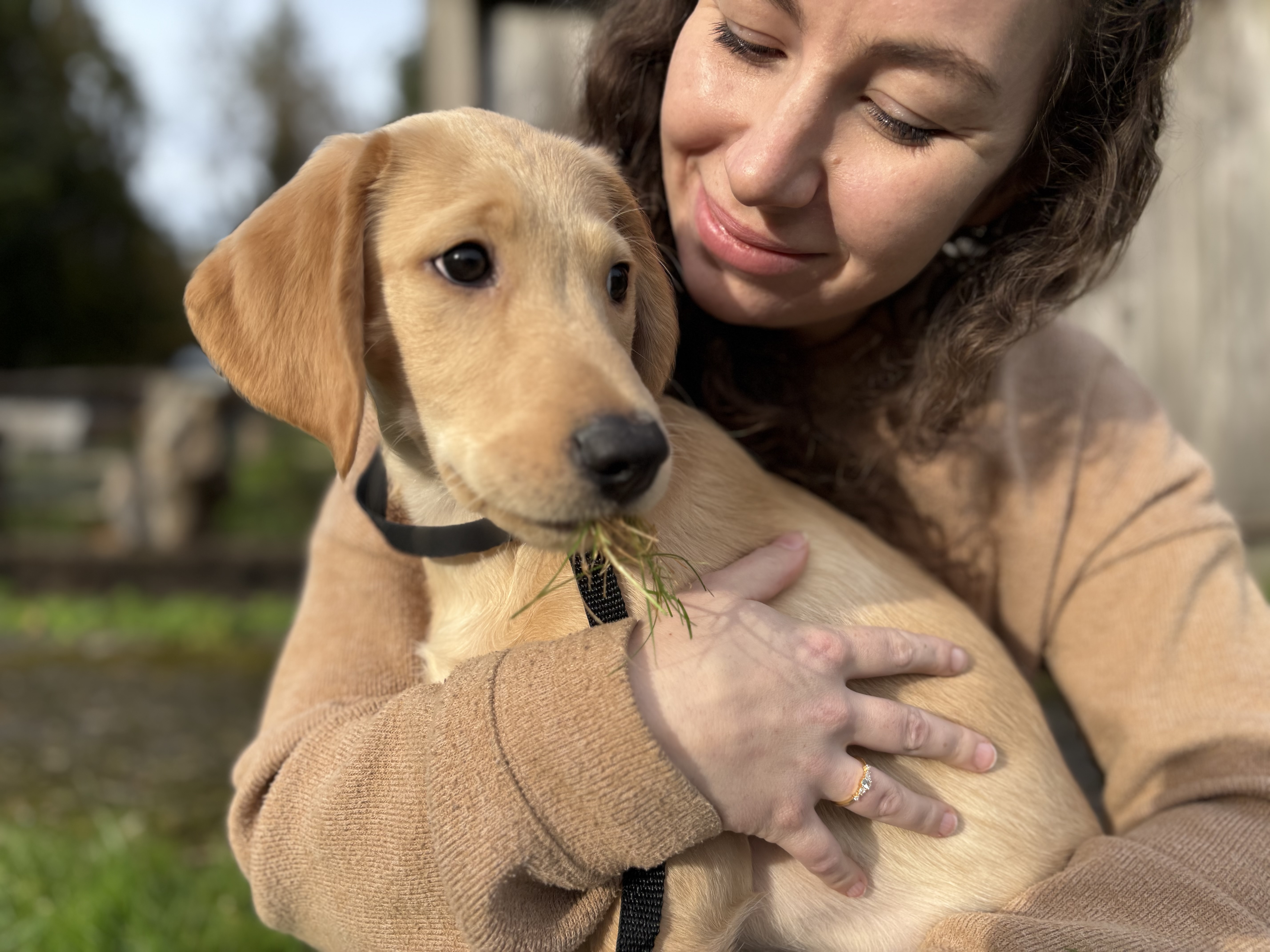 Enlarge Mitchell, a Adopted mixed breed in Snoqualmie, WA image 7/7