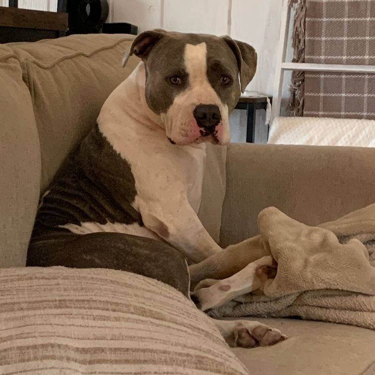 Enlarge Quinn, an adoptable American Bulldog in Mission, KS image 2/6