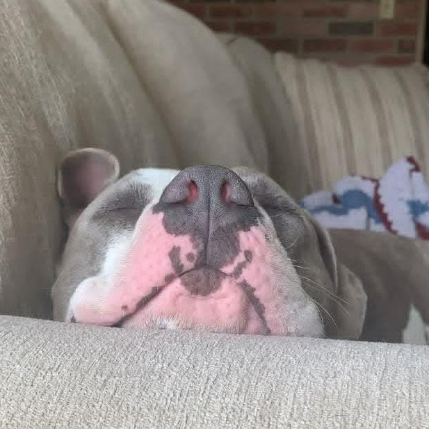 Enlarge Quinn, an adoptable American Bulldog in Mission, KS image 6/6
