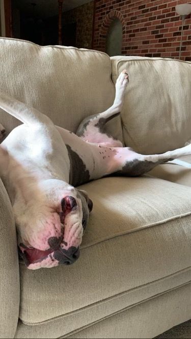 Enlarge Quinn, an adoptable American Bulldog in Mission, KS image 3/6