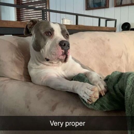 Enlarge Quinn, an adoptable American Bulldog in Mission, KS image 4/6