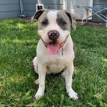 Quinn, adoptable, Adult Female American Bulldog.