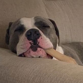 Quinn, adoptable, Adult Female American Bulldog.